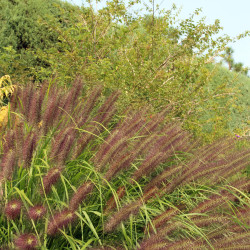 Pennisetum alopecuroides ‘Red Head‘