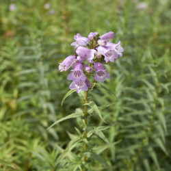 Penstemon ‘Sour Grapes’