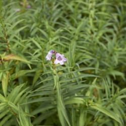 Penstemon ‘Sour Grapes’