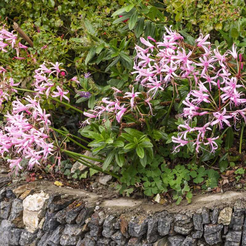 Nerine bowdeni