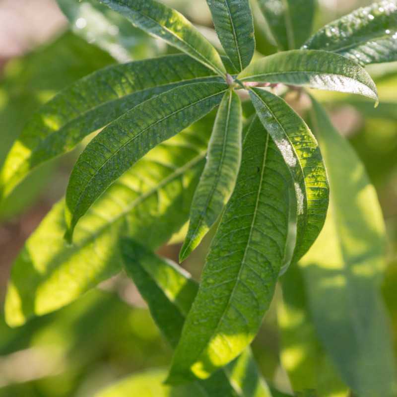 Aloysia citrodora