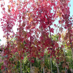 Acer freemanii Jeffersred Autumn Blaze 