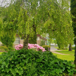 Betula pendula ‘Youngii’