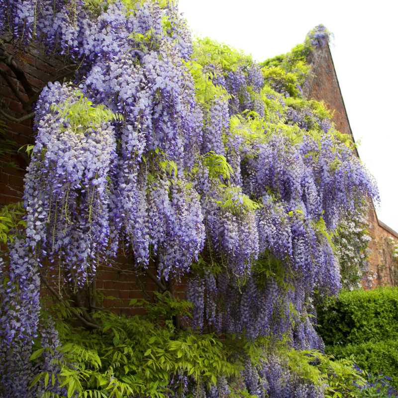 Wisteria sinensis ‘Prolific‘