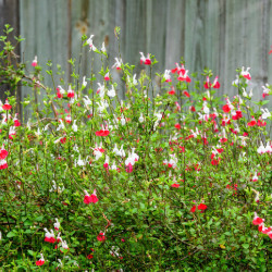 Salvia microphylla ‘Hot Lips‘