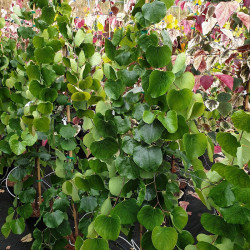 Cercis canadensis Traveller