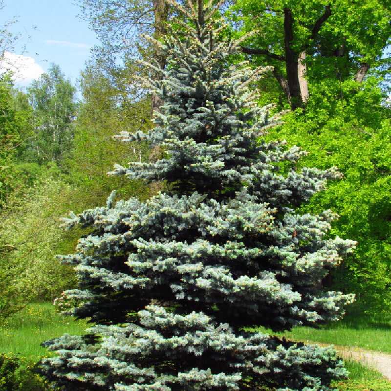 Picea pungens Blue Diamond