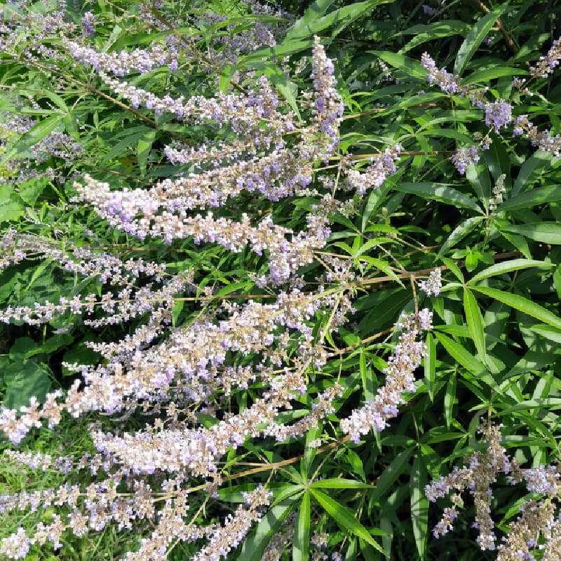 Vitex agnus castus Pink Pinnacle