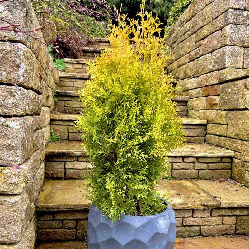 Thuja occidentalis Sunny