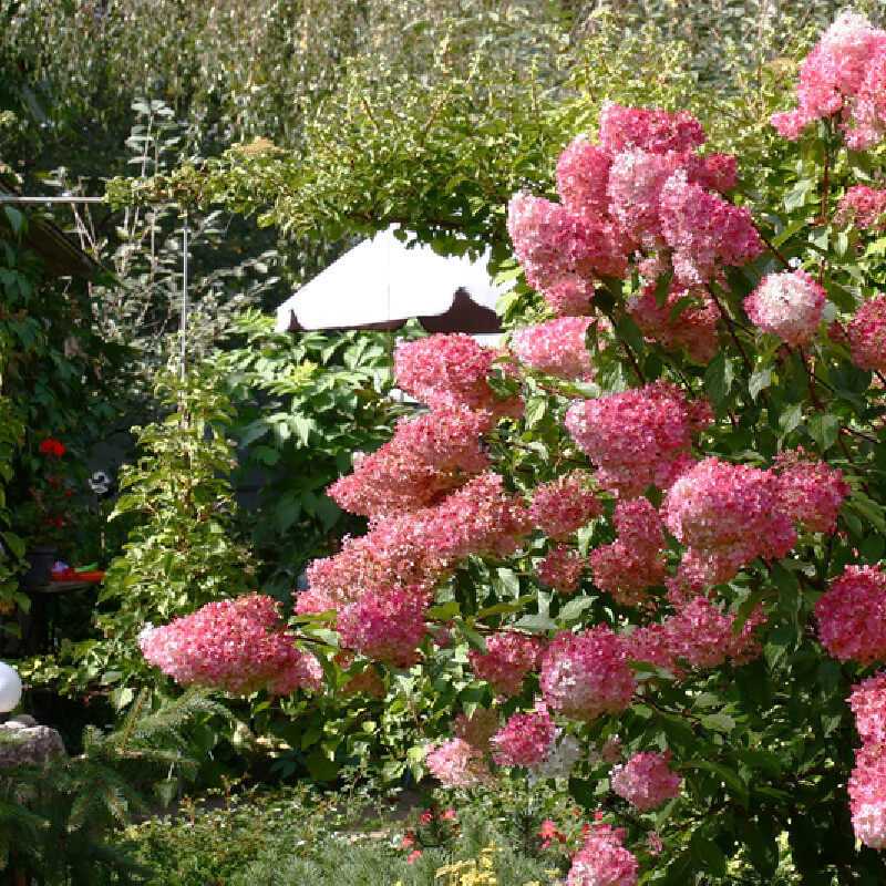 Hydrangea paniculata Vanille Fraise