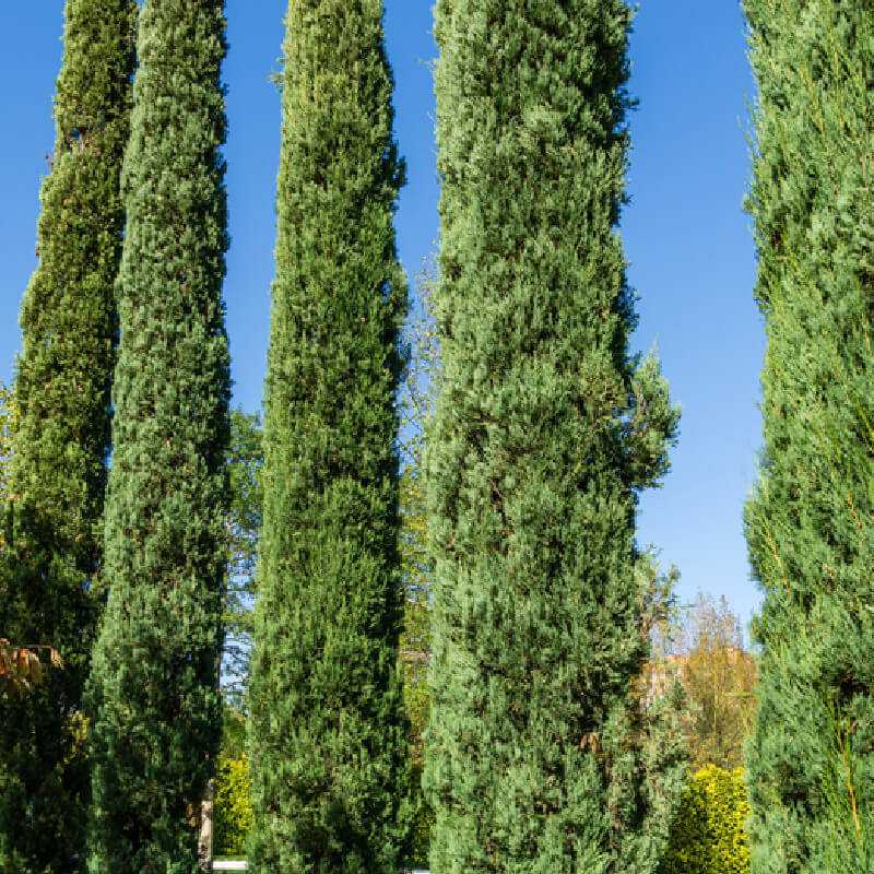 Cupressus sempervirens 'Blue Sky