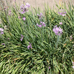 Tulbaghia violacea 'Ashanti' - Ail d'Afrique du sud