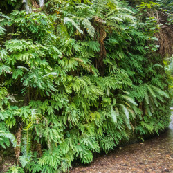 Adiantum aleuticum Imbricatum