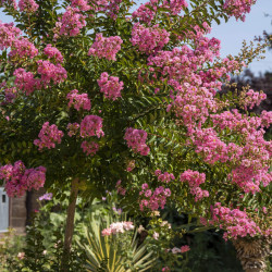 Lagerstroemia indica Double Feature