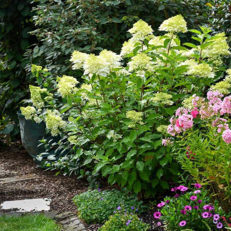 Hydrangea paniculata Mont Blanc