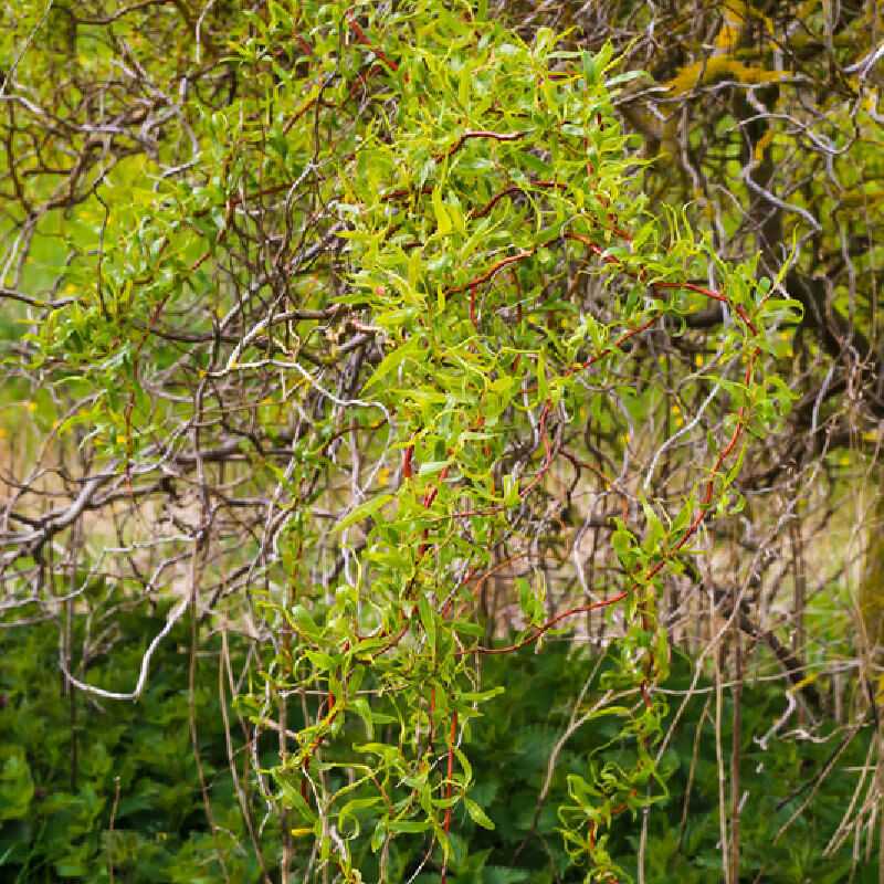 Salix tortuosa ‘Orange’ - Saule tortueux