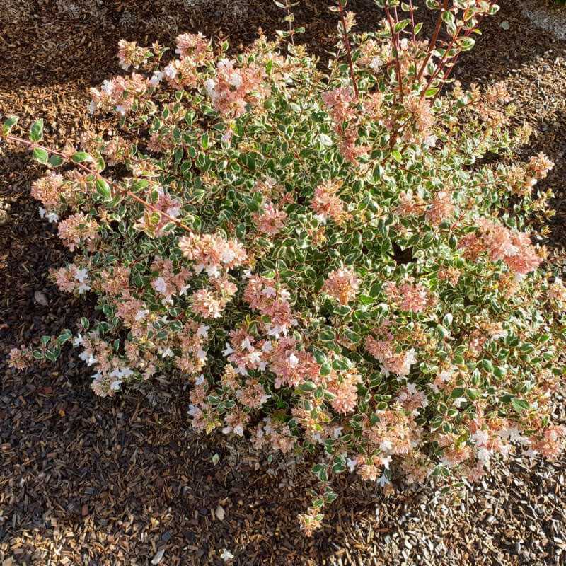 Abelia grandiflora Pink Lady