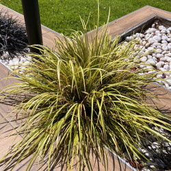 Carex elata ‘Aurea