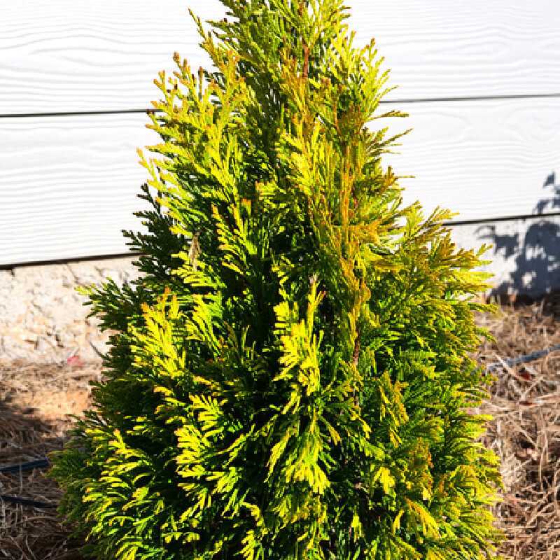 Thuja plicata 4EVER