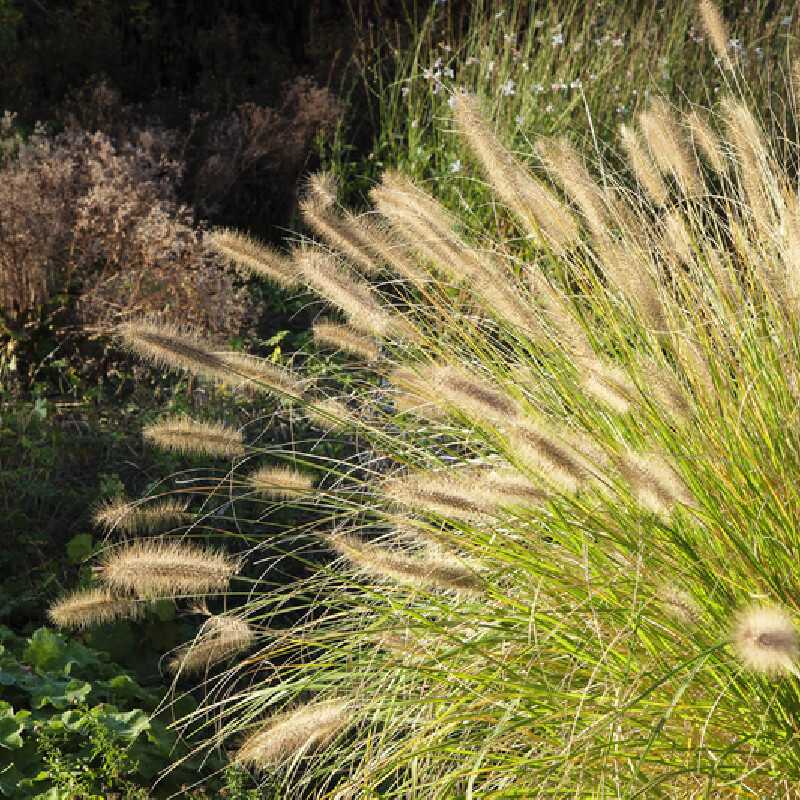 Pennisetum alopecuroides ‘Lumen Gold‘ ® - Herbe aux écouvillons