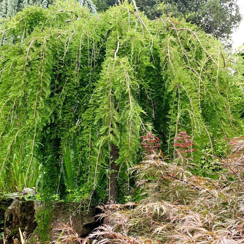 Taxodium distichum ‘Cascade Falls’ - Cyprès chauve pleureur