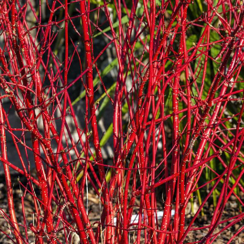 Cornus alba ‘Aurea