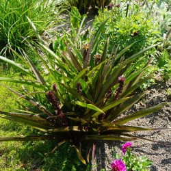 Eucomis comosa ‘Sparkling Burgundy’