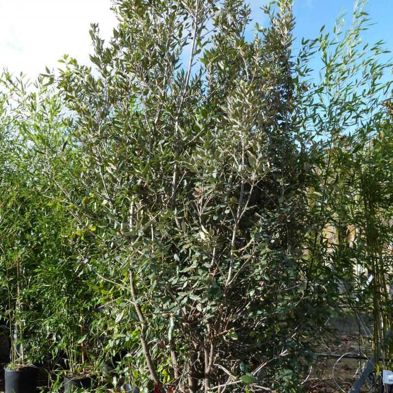 Quercus ilex - Chêne vert