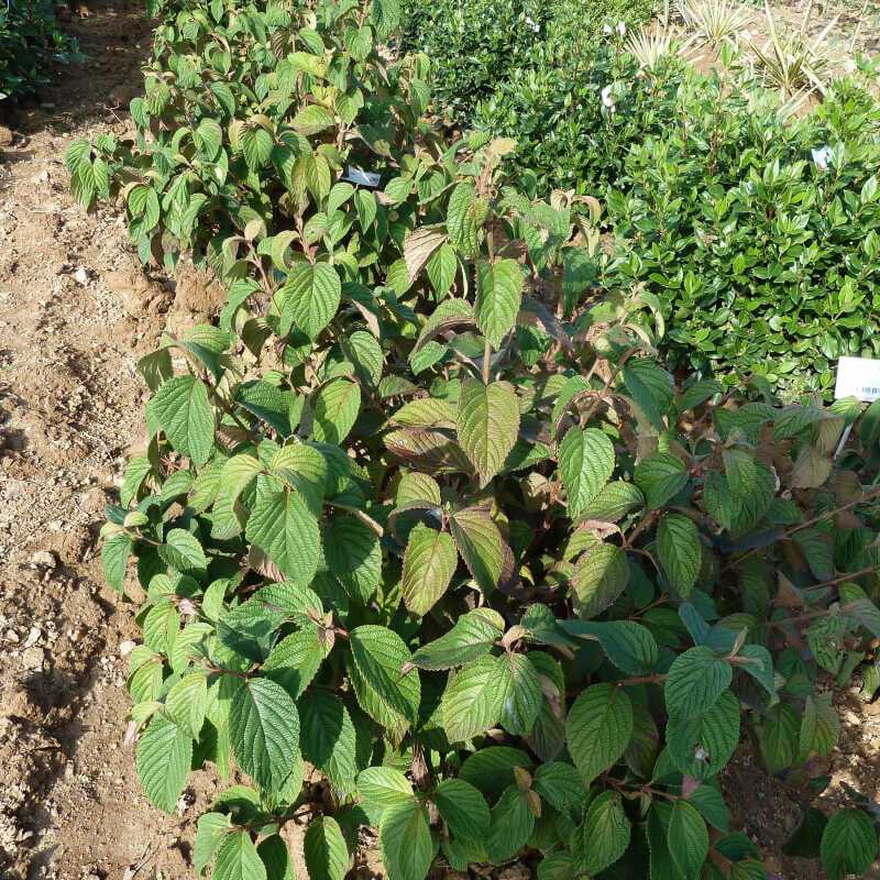 Viburnum plicatum Mariesii