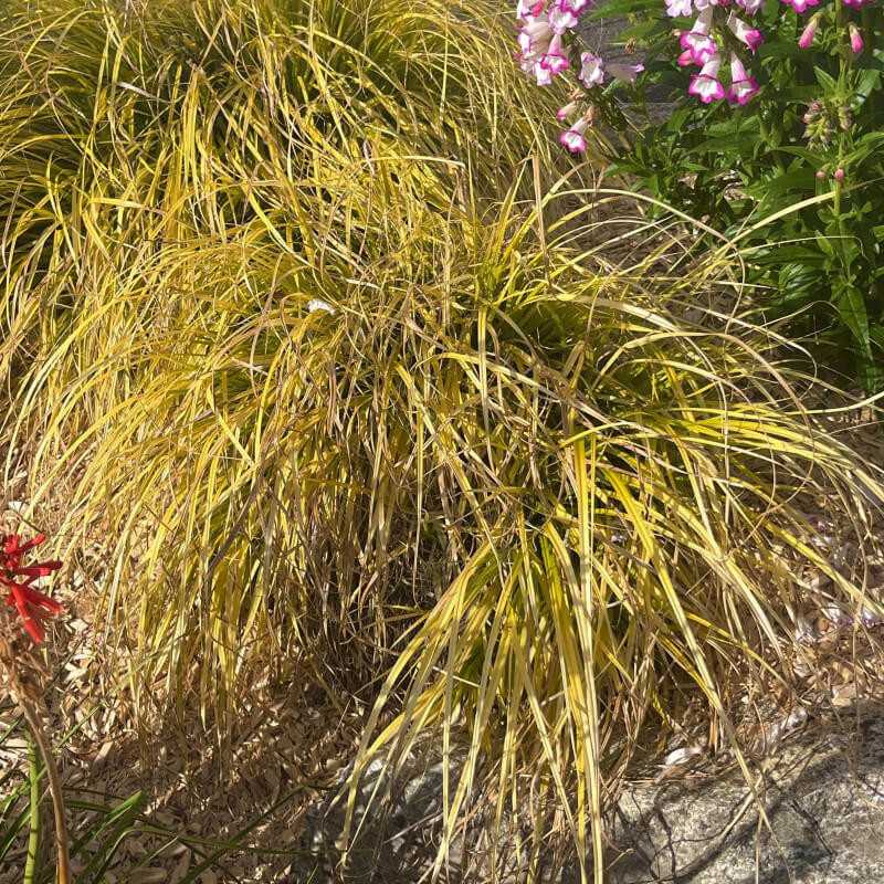 Carex oshimensis Everillo