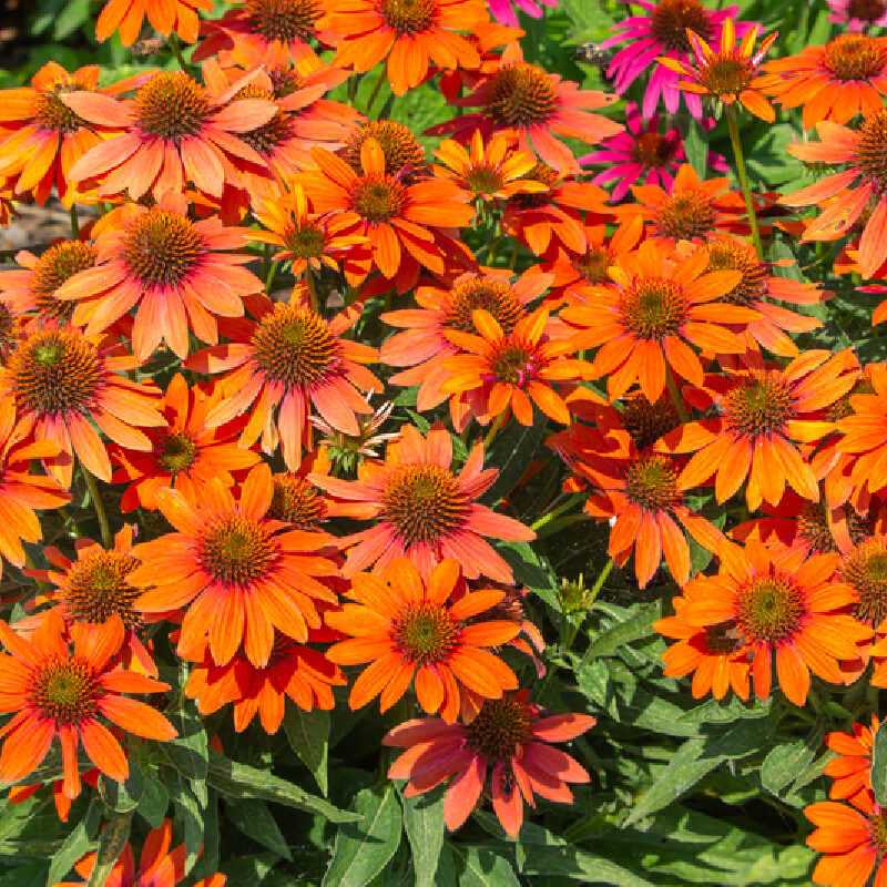 Echinacea ‘Soft Orange