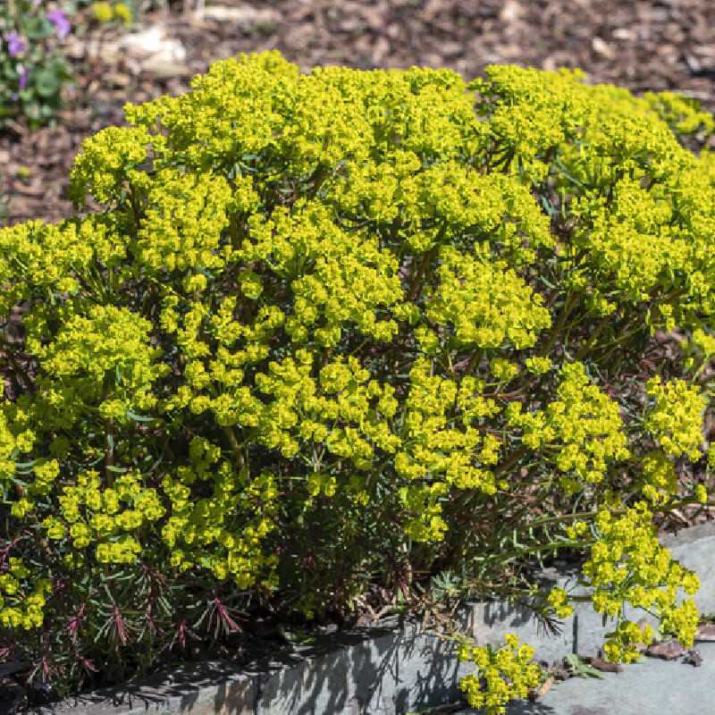 Euphorbia cyparissias ‘Fens Ruby‘