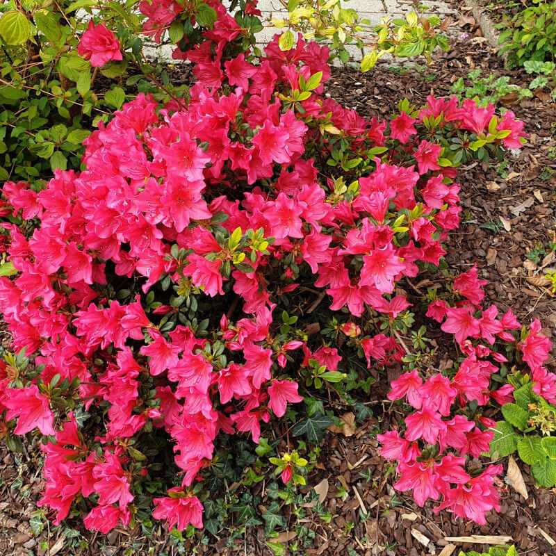 Azalea japonica ‘Fête des Mères’ - Azalée du Japon