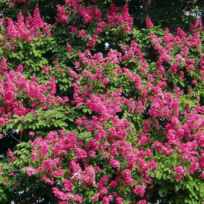 Lagerstroemia indica Tuscarora