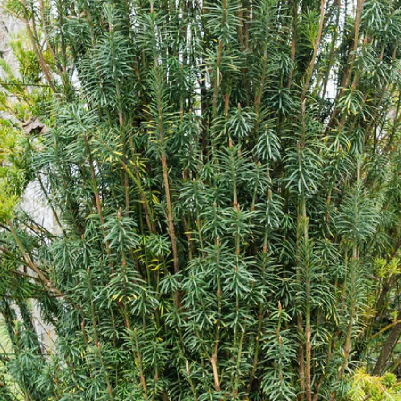 Cephalotaxus harringtonia ‘Fastigiata‘