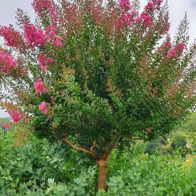 Lagerstroemia indica Berry Dazzle