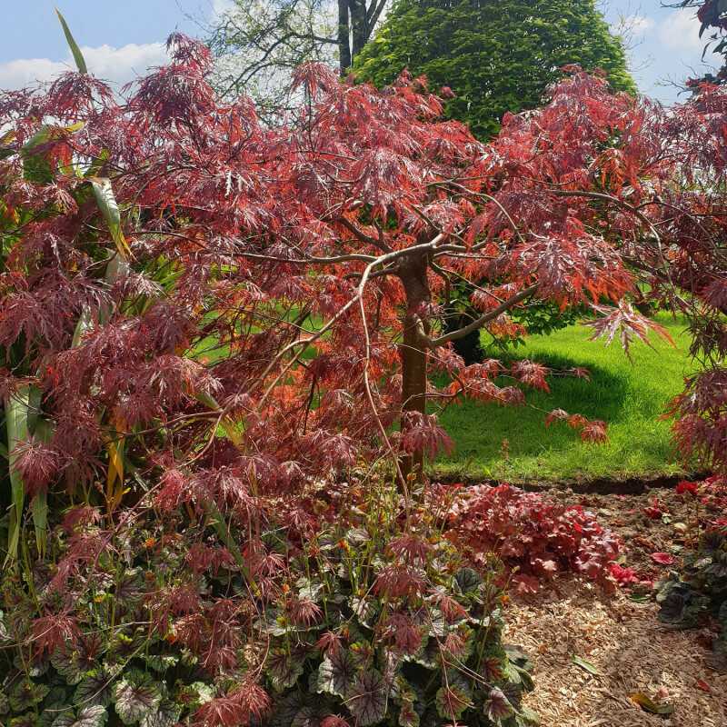 Acer palmatum Dissectum Garnet