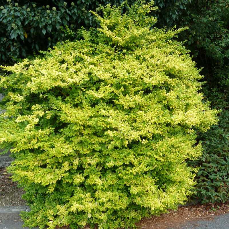 Ligustrum ovalifolium ‘Lemon and Lime’