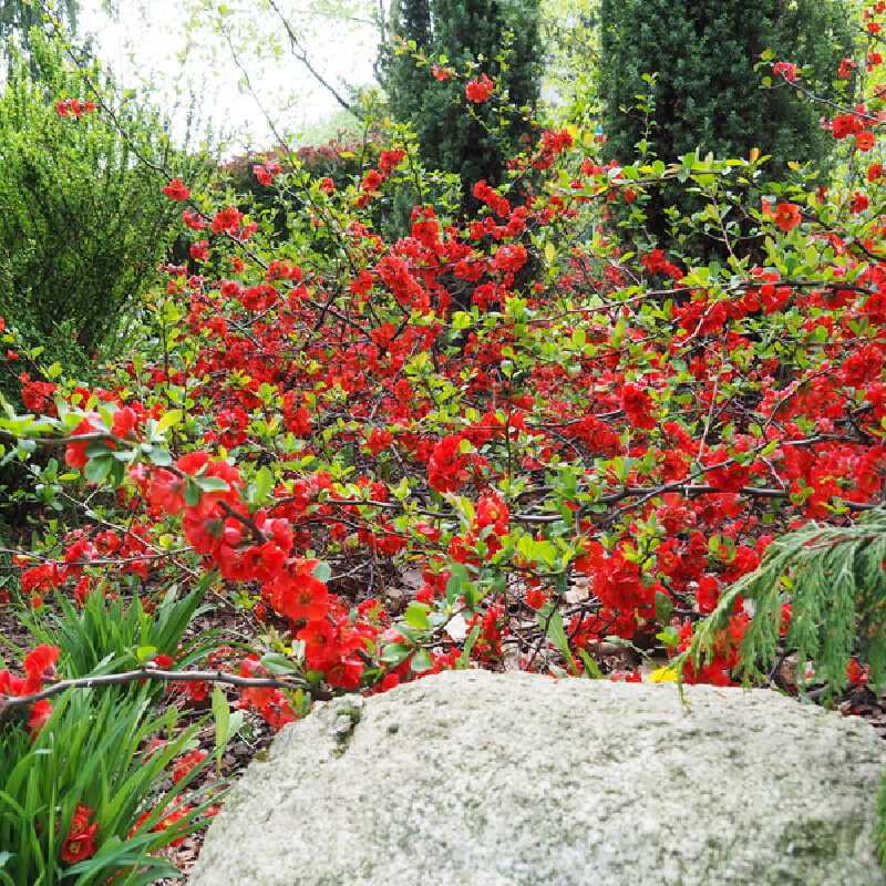 Chaenomeles superba ‘Ernst Finken‘ - Cognassier du Japon