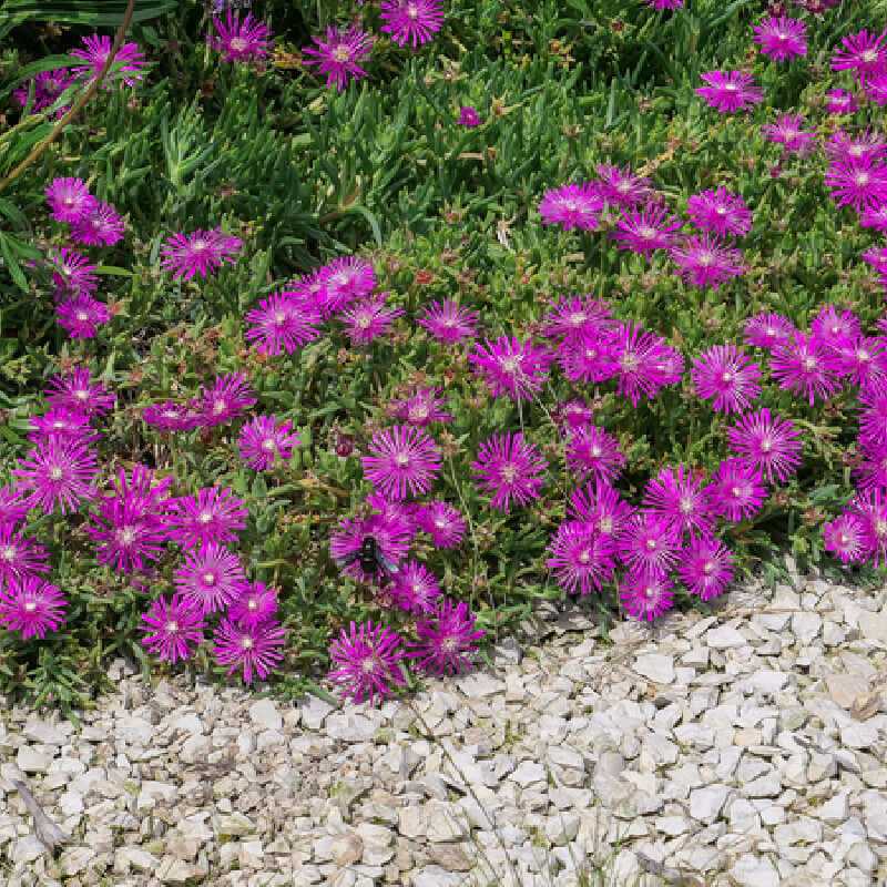 Delosperma cooperi ‘Purple’