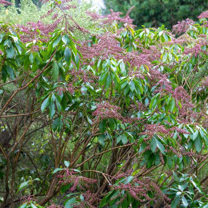 Pieris japonica ‘Valley Valentine’