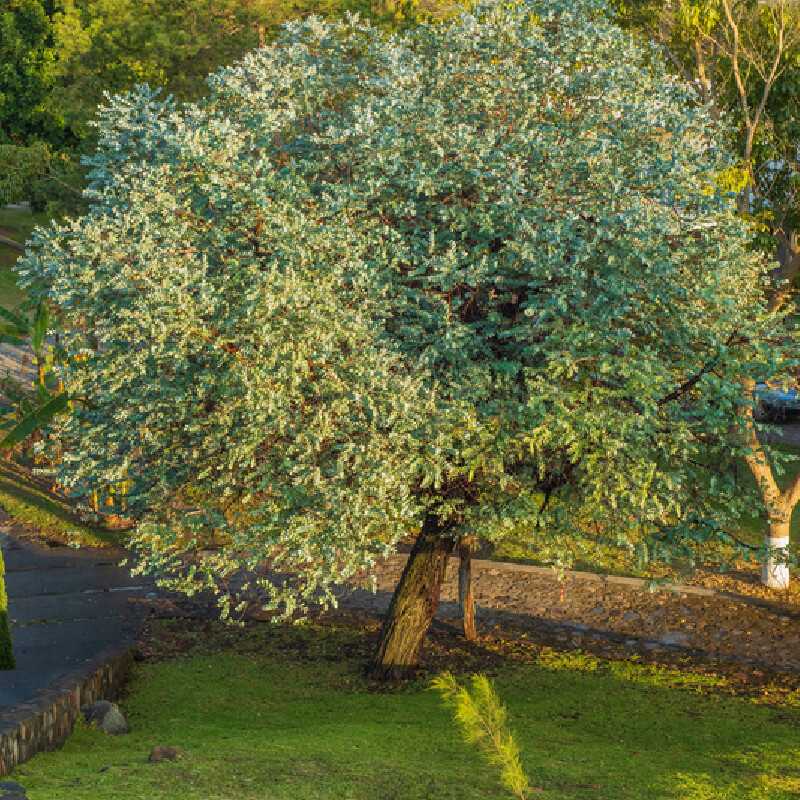 Eucalyptus cinerea