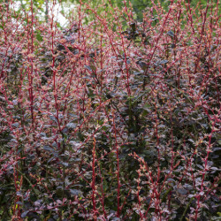 Berberis thunbergii Rosy Glow