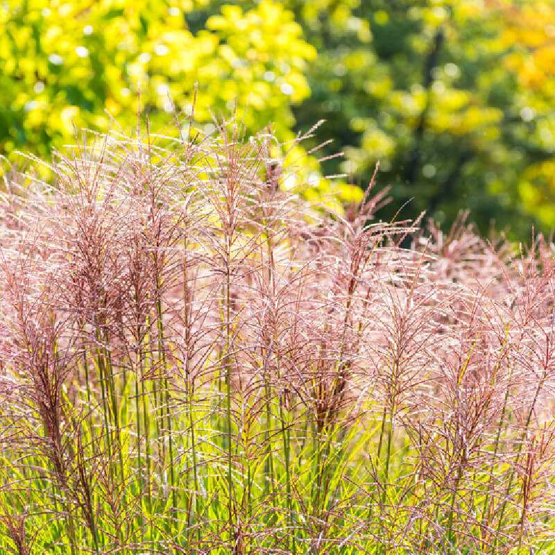 Miscanthus sinensis ‘Purple Fall’ - Roseau de Chine