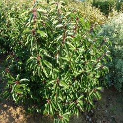 Prunus lusitanica - Laurier du Portugal