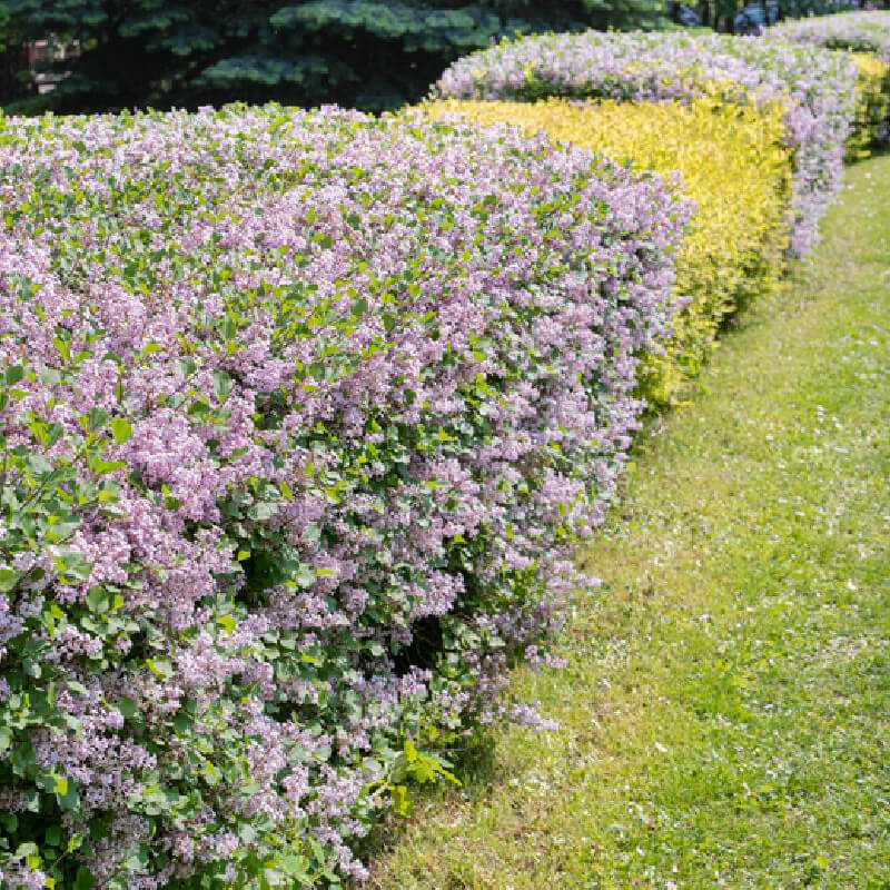 Syringa meyeri ‘Flowerfesta‘