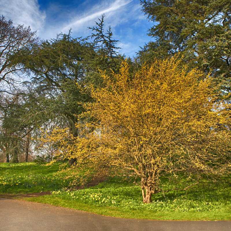 Cornus mas - Cornouiller mâle