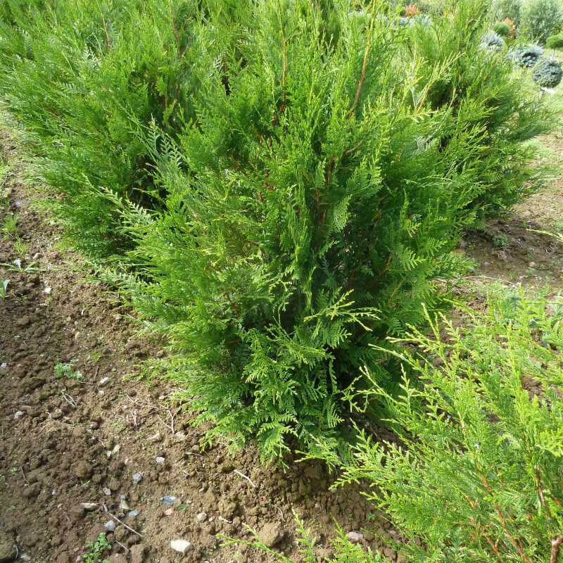 Thuja plicata Atrovirens