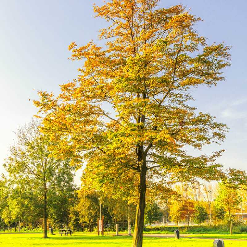 Carpinus betulus Rockhampton Red