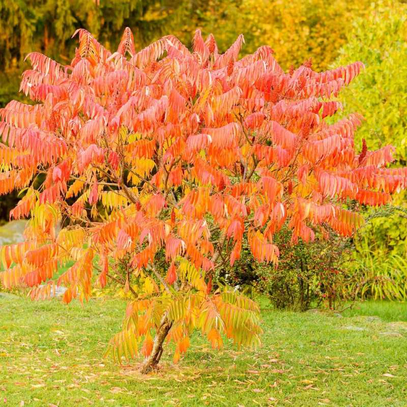 Sorbus ‘Dodong’ - Sorbier dodong